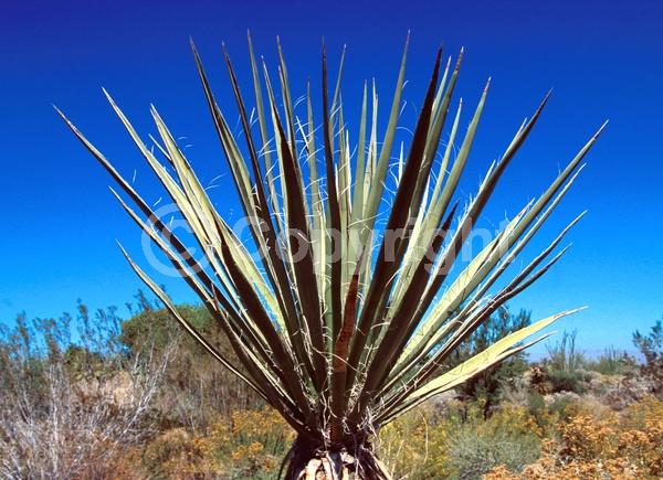 White blooms; Evergreen; North American Native
