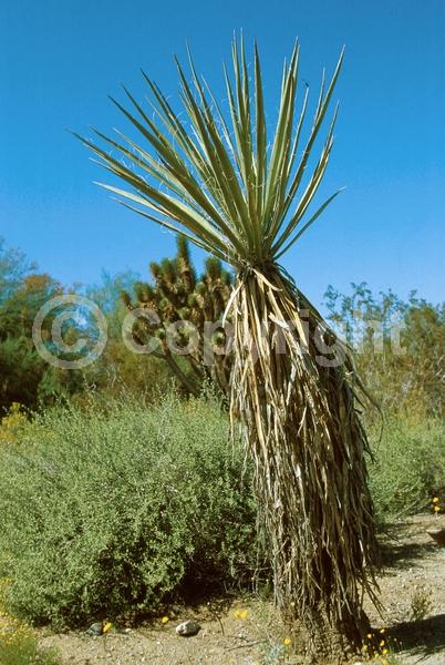White blooms; Evergreen; North American Native