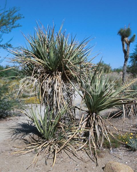 White blooms; Evergreen; North American Native