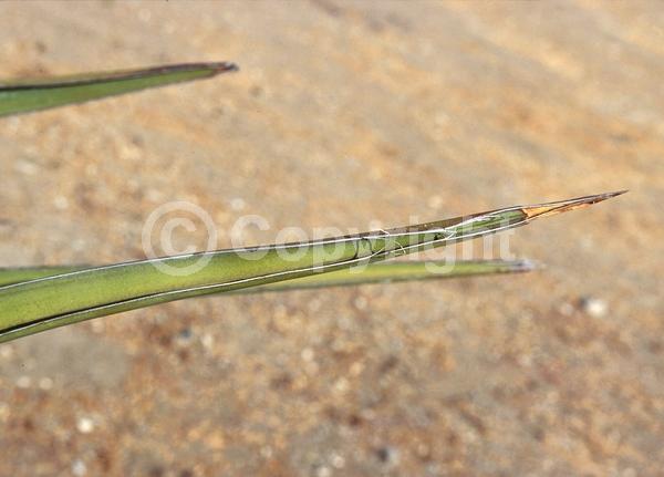 White blooms; Evergreen; North American Native