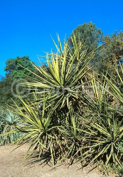 White blooms; Evergreen; North American Native