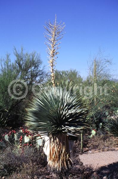 White blooms; Evergreen; North American Native