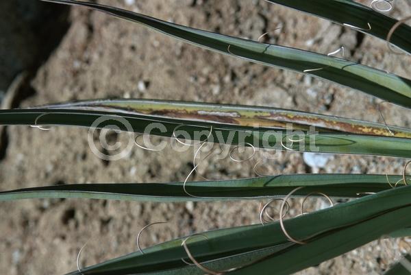 White blooms; Evergreen; North American Native