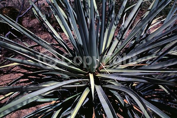 White blooms; Evergreen; North American Native