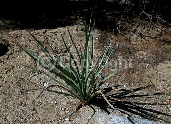 White blooms; Evergreen; North American Native