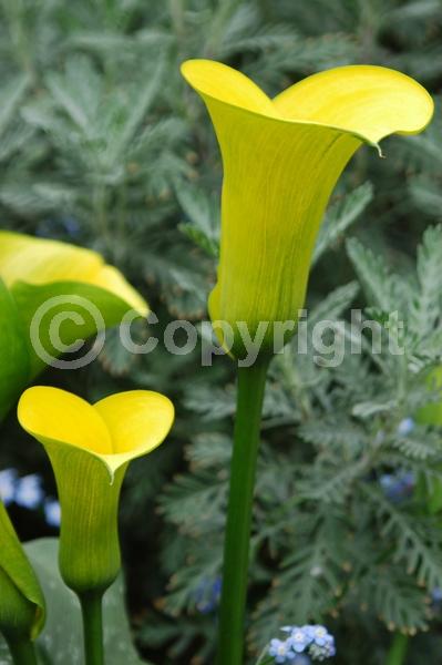 Yellow blooms; Evergreen; Broadleaf