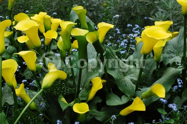 Yellow blooms; Evergreen; Broadleaf