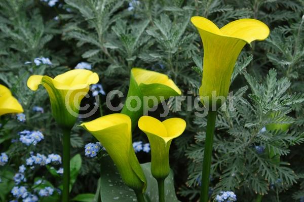 Yellow blooms; Evergreen; Broadleaf