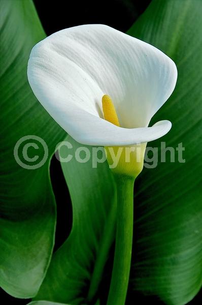 White blooms; Deciduous