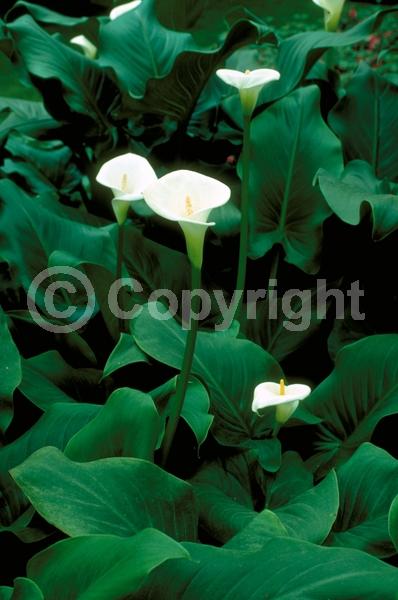 White blooms; Deciduous