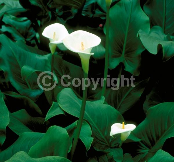 White blooms; Deciduous