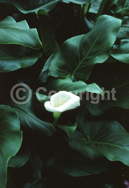 White blooms; Deciduous