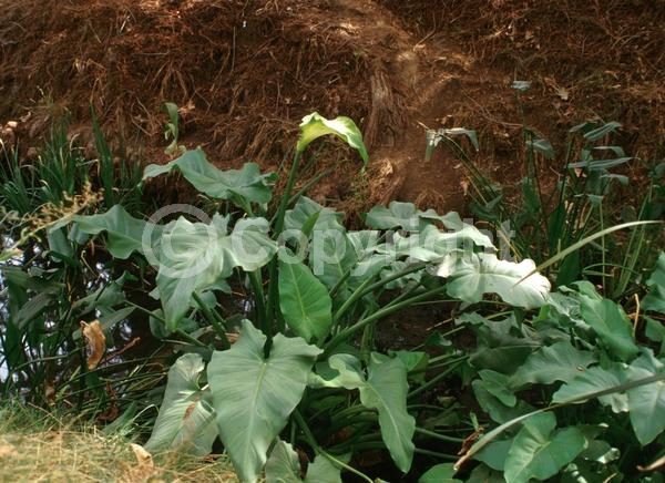 White blooms; Deciduous