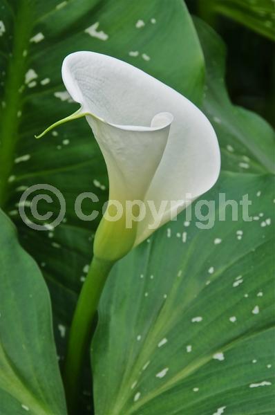 White blooms; Deciduous