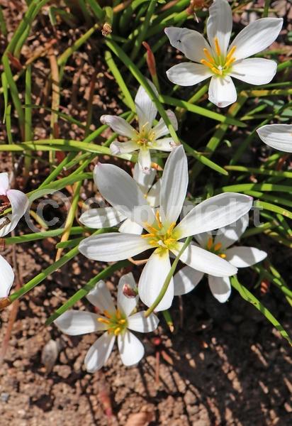 White blooms; Deciduous