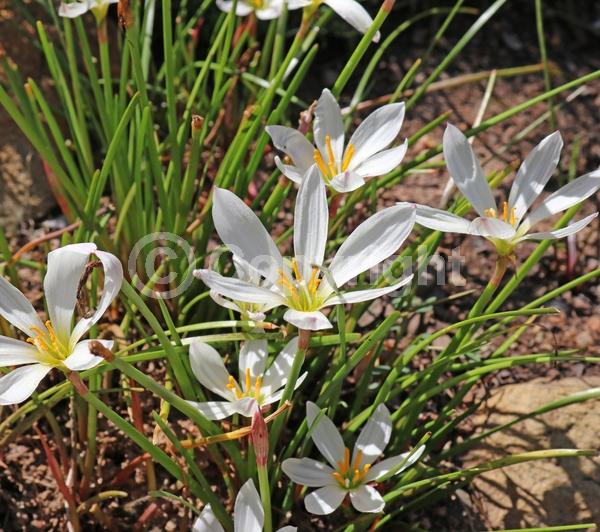 White blooms; Deciduous