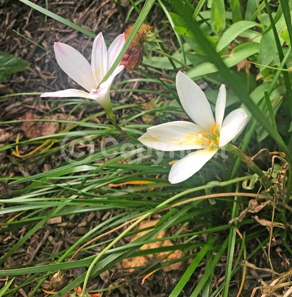 White blooms; Deciduous