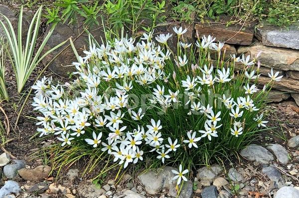 White blooms; Deciduous