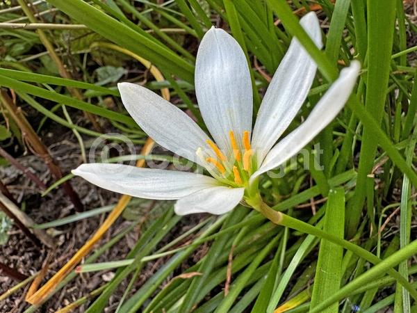 White blooms; Deciduous