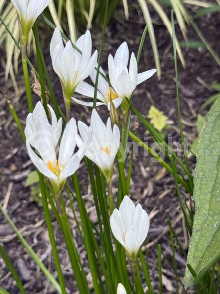 White blooms; Deciduous