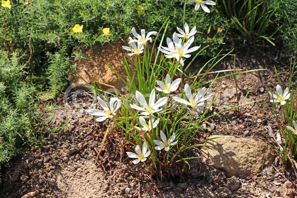 White blooms; Deciduous