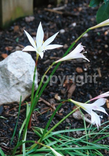 White blooms; Deciduous; North American Native