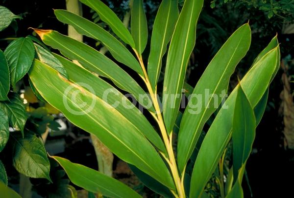 Yellow blooms; Semi-evergreen