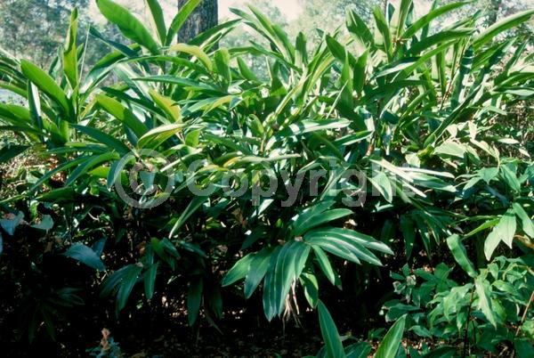 Yellow blooms; Semi-evergreen