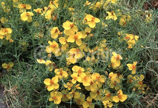 Yellow blooms; Deciduous; Broadleaf; North American Native