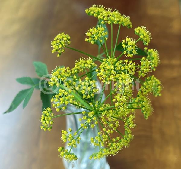 Yellow blooms; North American Native