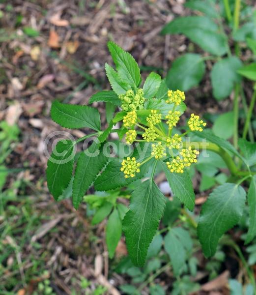 Yellow blooms; North American Native