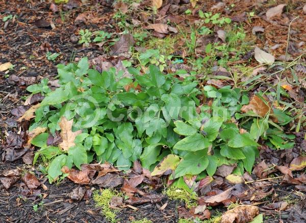 Yellow blooms; North American Native