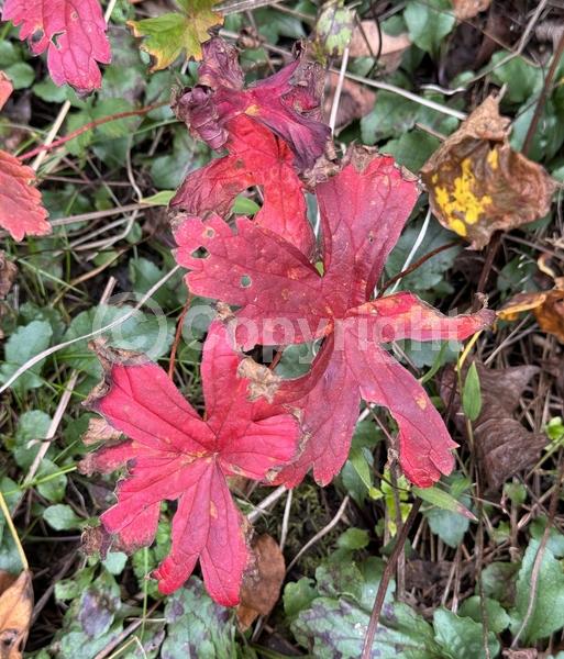 Yellow blooms; North American Native