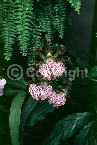 Purple blooms; White blooms; Brown blooms