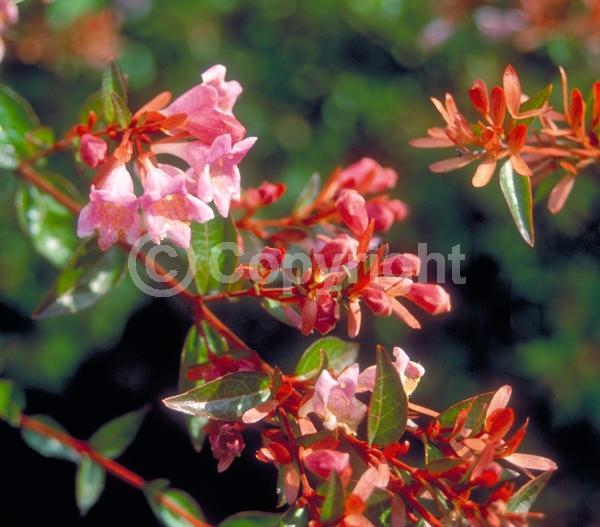 Pink blooms; Semi-evergreen; 