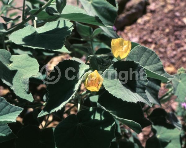Yellow blooms; Deciduous; North American Native