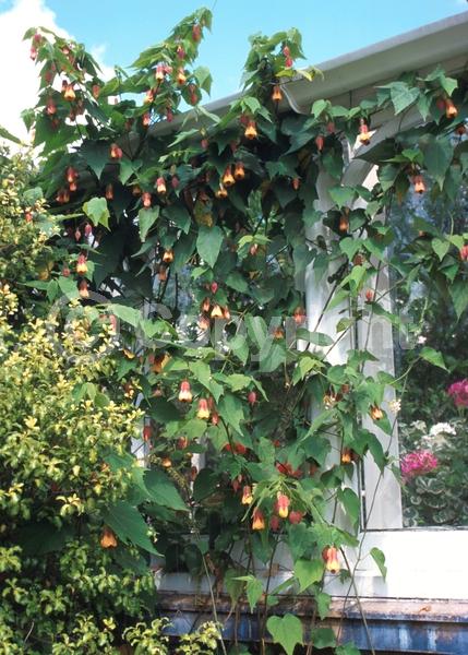 Red blooms; Yellow blooms; Evergreen; Semi-evergreen; Broadleaf