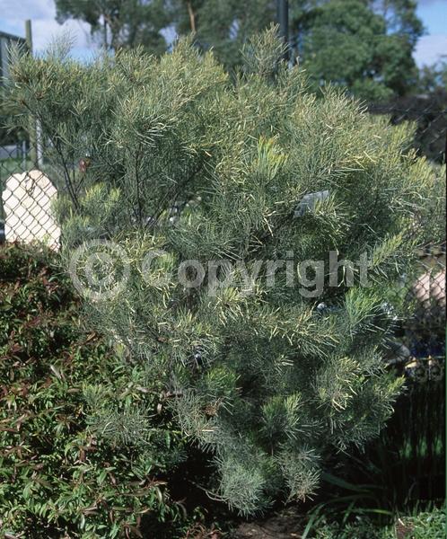 Yellow blooms; Evergreen