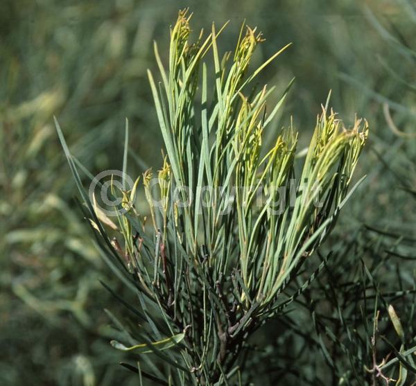 Yellow blooms; Evergreen