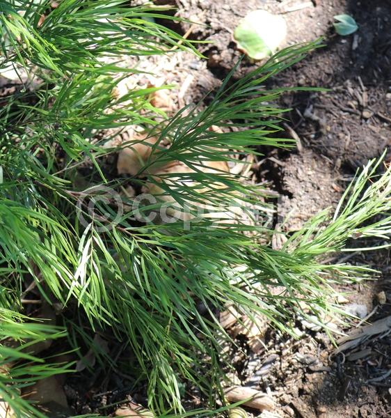 Yellow blooms; Evergreen