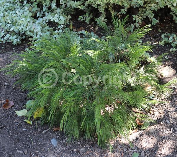 Yellow blooms; Evergreen