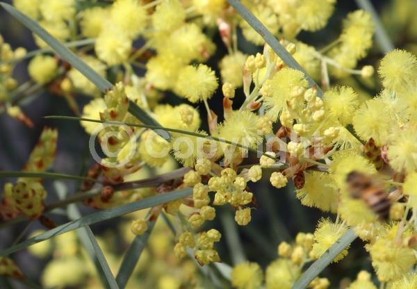 Yellow blooms; Evergreen