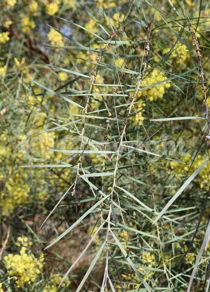 Yellow blooms; Evergreen