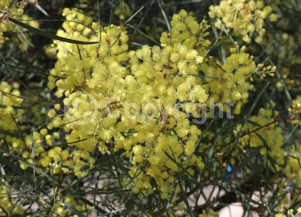 Yellow blooms; Evergreen