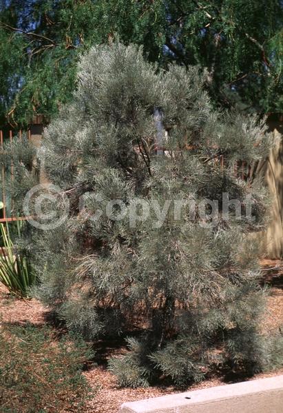 Yellow blooms; Deciduous