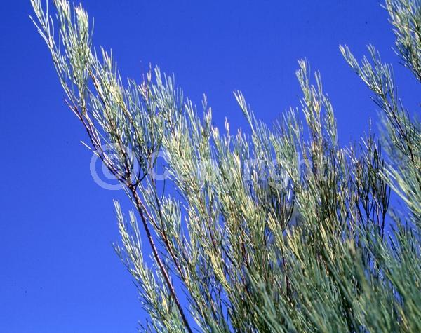 Yellow blooms; Deciduous
