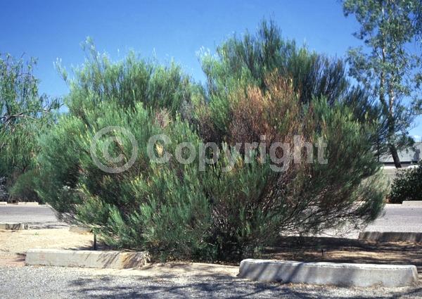 Yellow blooms; Deciduous