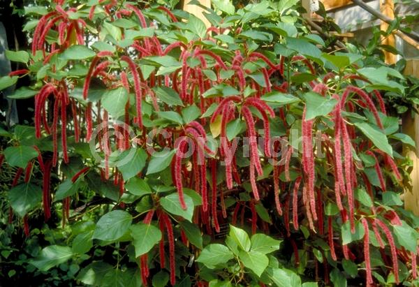 Red blooms; Evergreen; Needles or needle-like leaf; 