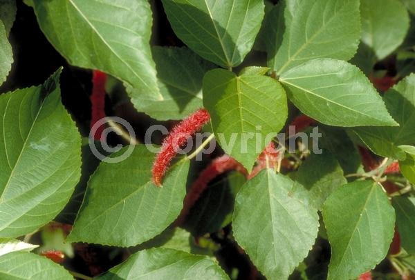Red blooms; Evergreen; Needles or needle-like leaf; 