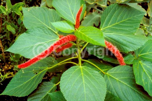 Red blooms; Evergreen; Needles or needle-like leaf; 